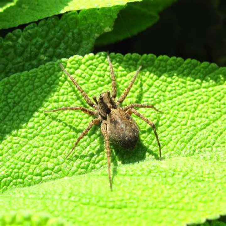BugBlog The very pregnant spider
