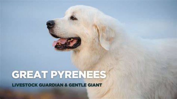 Great Pyrenees A Gentle Giant Did You Know Pets