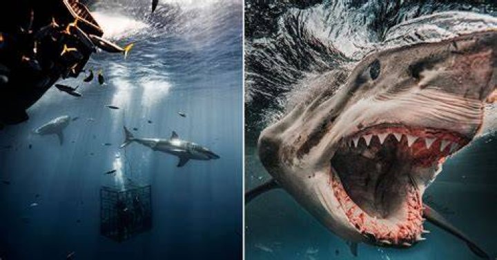 Great white shark's eye roll shows it's ready to kill tourists in