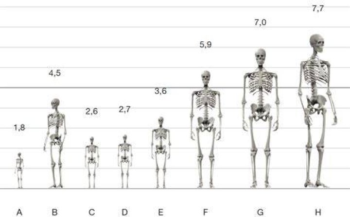 Human Height History GrowTaller.blog