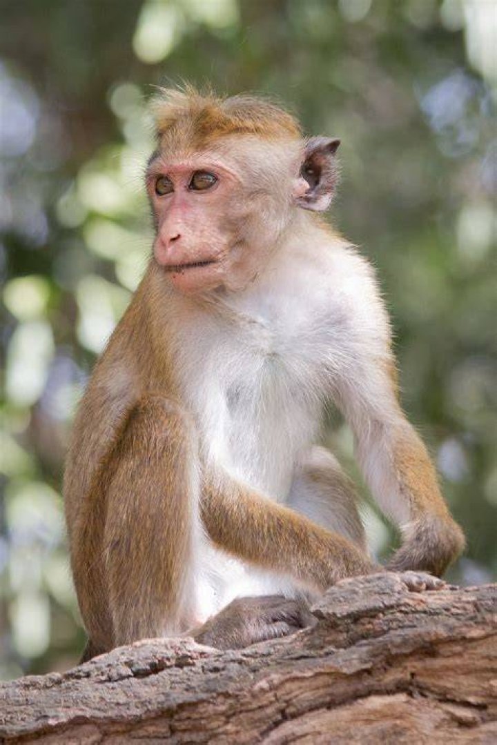 Monkey Wikipedia