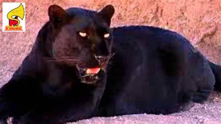 Unleashing The Roar: The Phenomenon Of Black Panther Screaming Audio